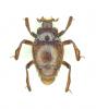 Sternocoelis hispanus